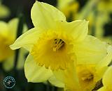 Daffodil 8R85D-24